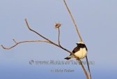 WildLife Photos of Birds, Wheatears & others, Pied Wheatear, Oenanthe pleschanka